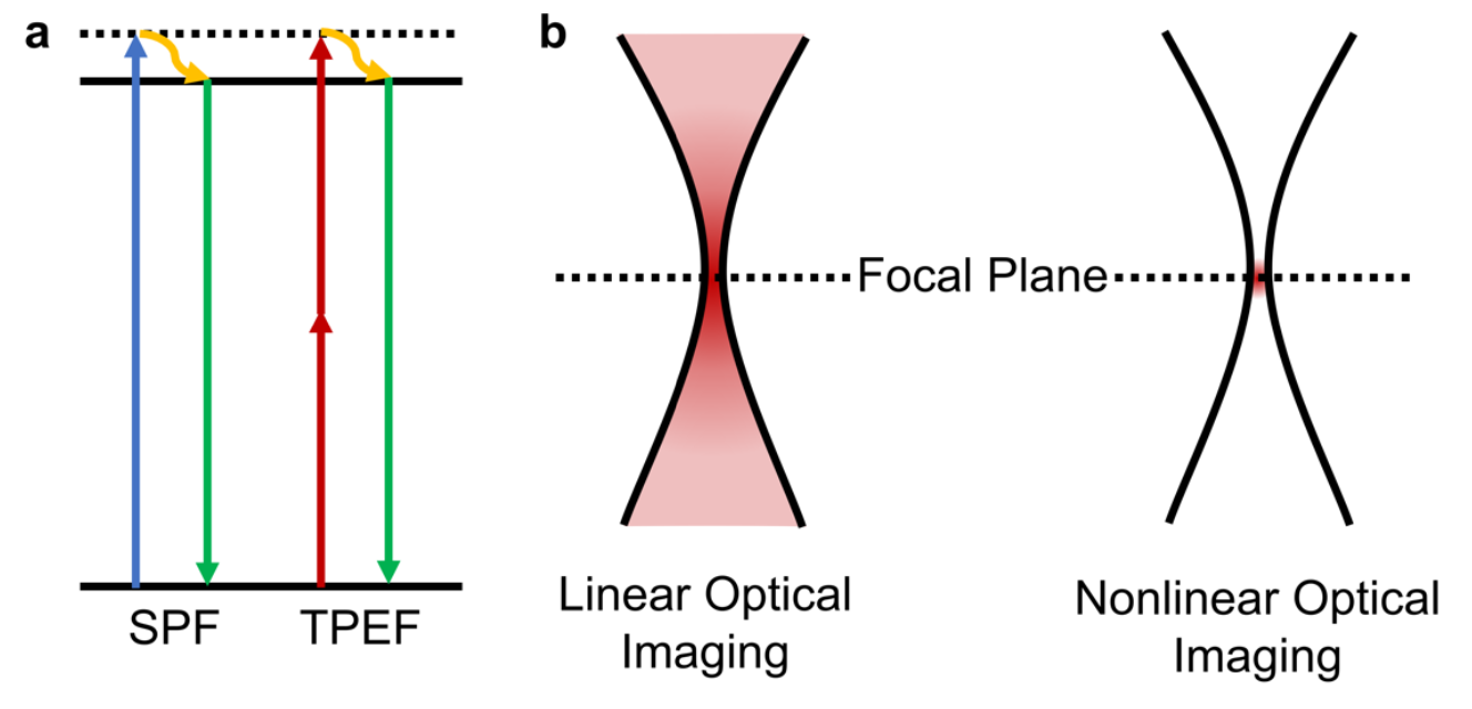 Summary of experimental system for CTCC detection.